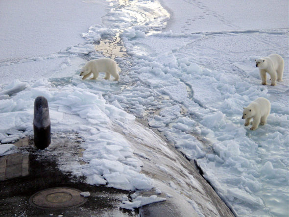 Niedźwiedzie polarne w Arktyce. Fot.: Wikimedia Commons
