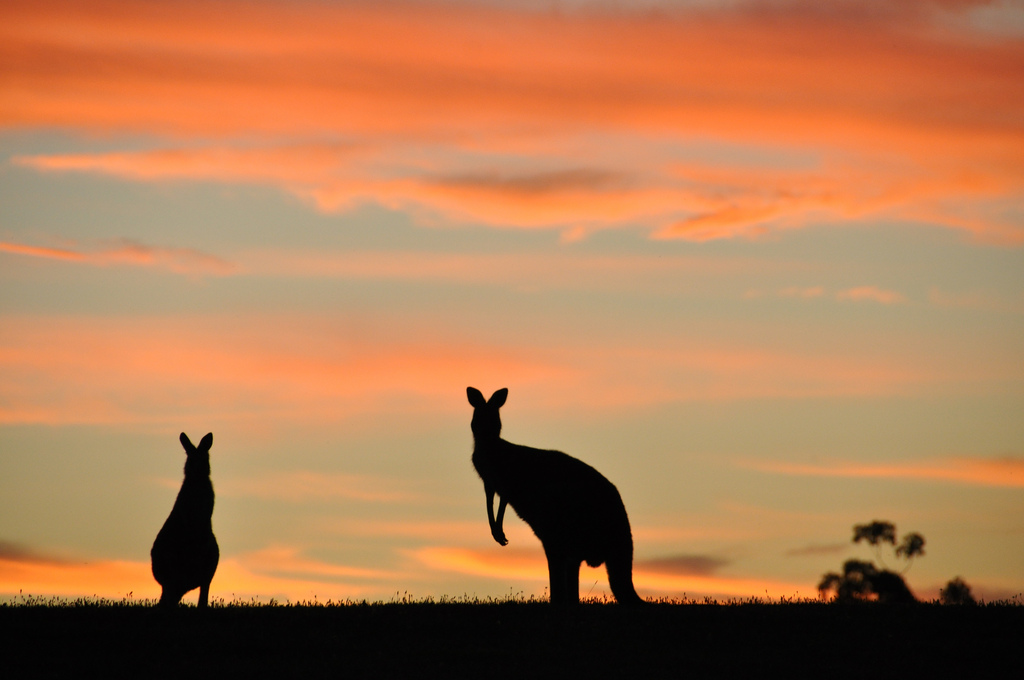 Krajobraz Australii. Fot. Flickr