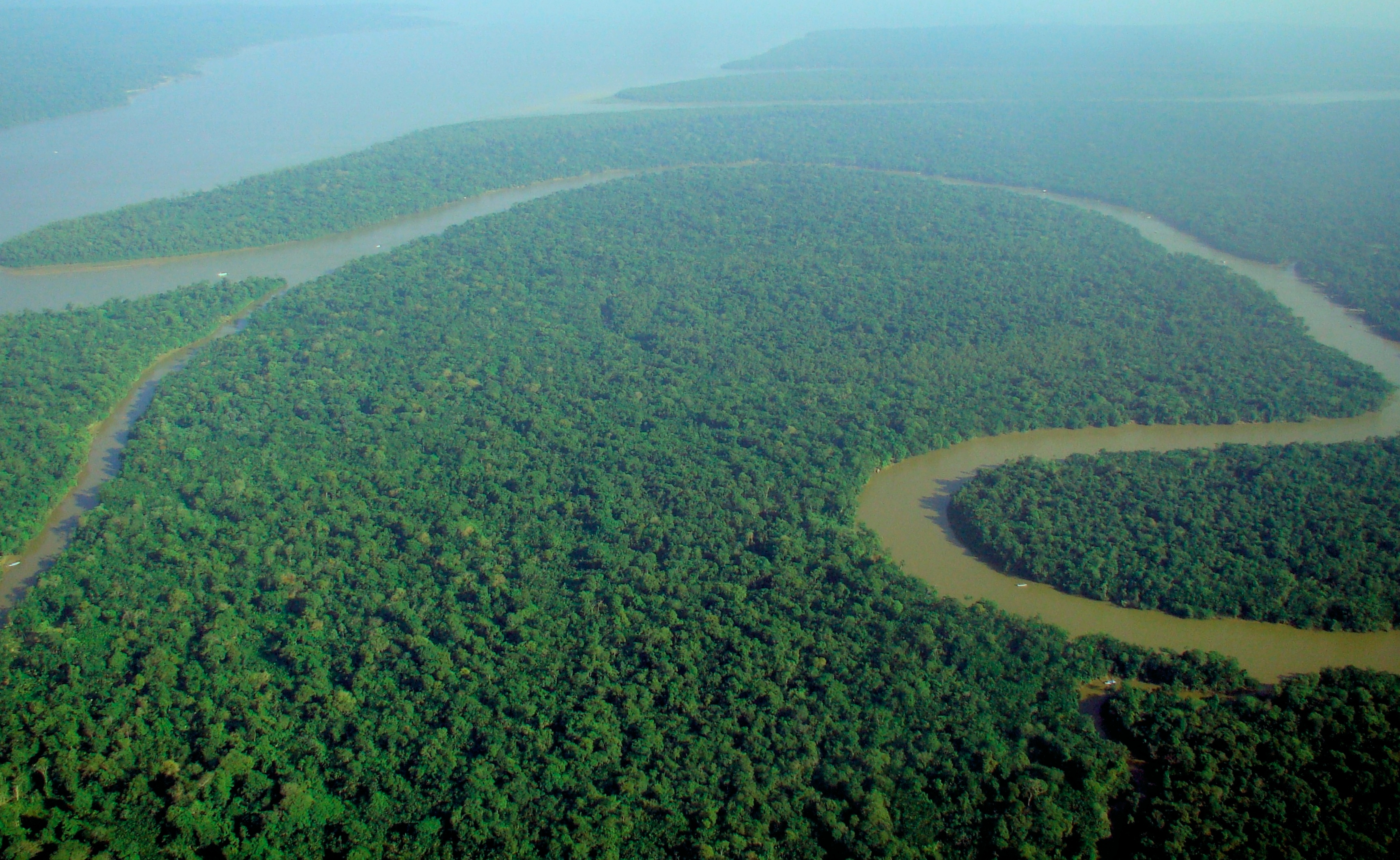 Las amazoński. Fot. Wikimedia Commons