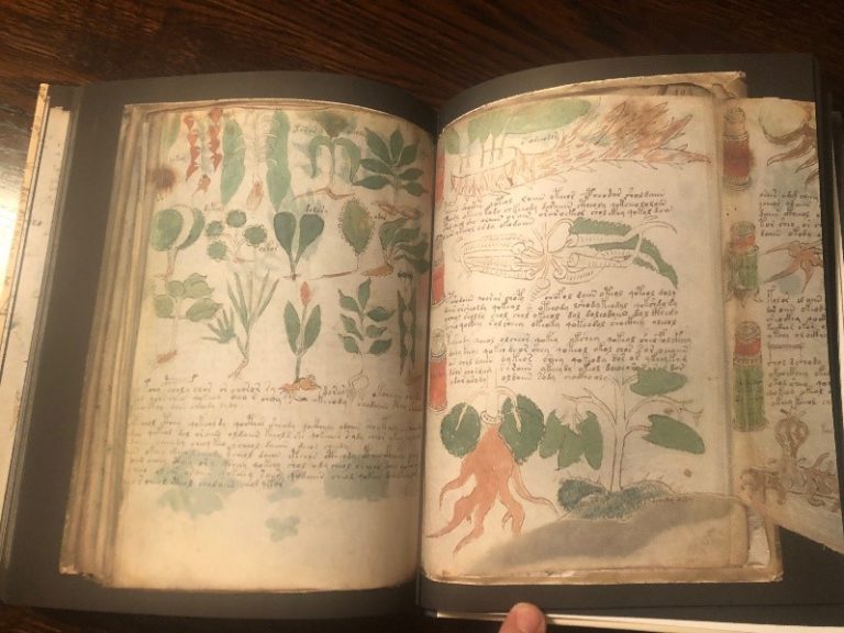 W większości stron Manuskrypt Voynicha to rodzaj zielnika lub katalogu nieznanych roślin. Fot. Konrad Świrski