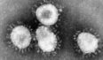 Koronawirus. Źródło: Wikipedia