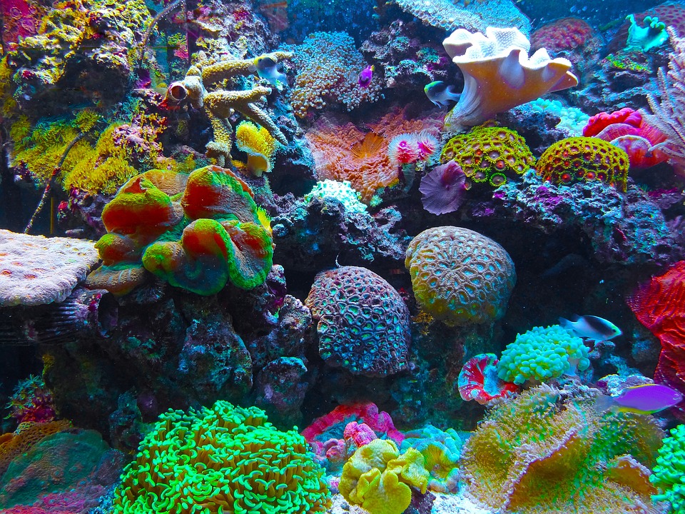Rafa koralowa. Źródło Pixabay