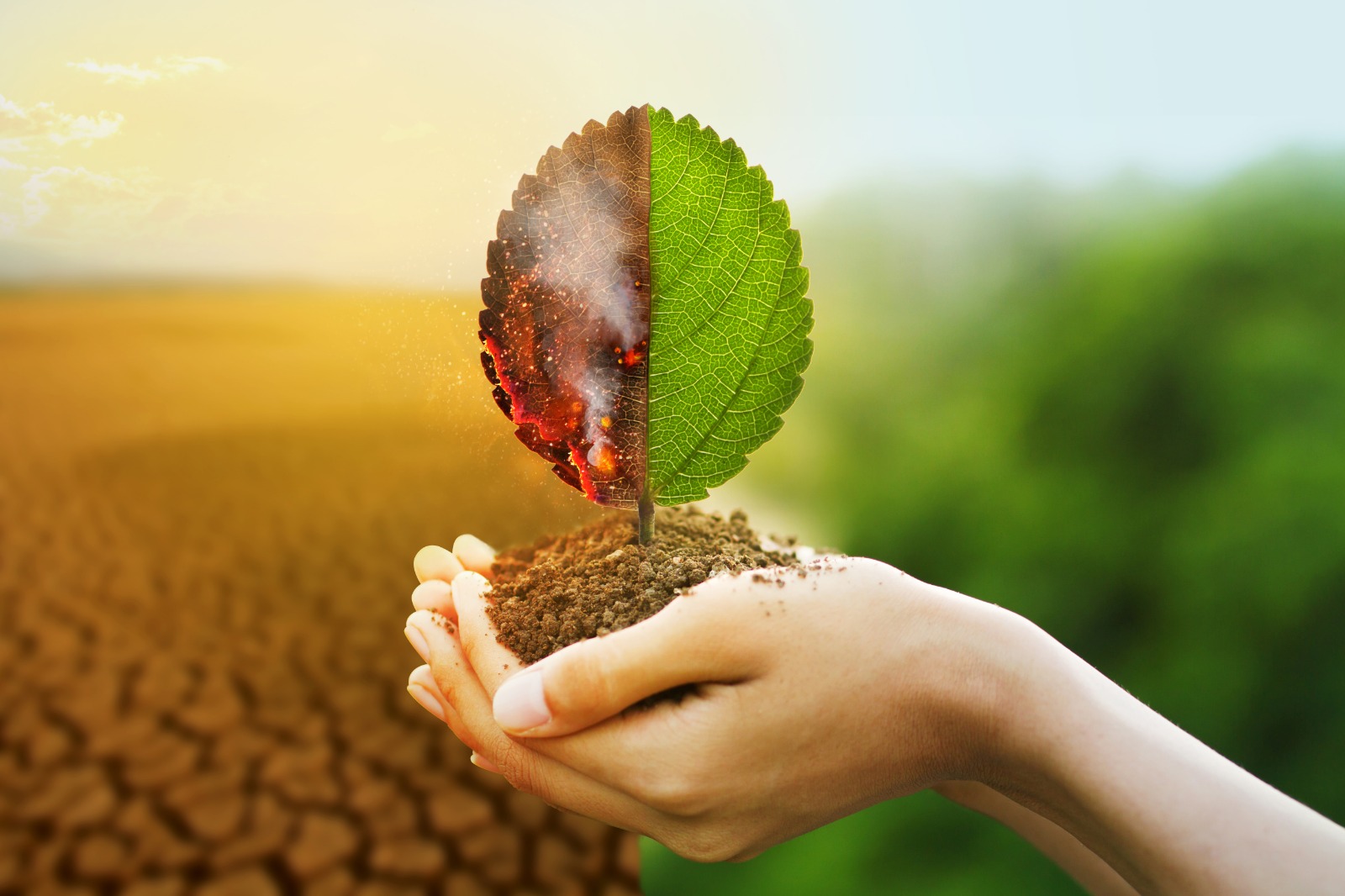 Climate Change Mitigation Strategies In Agriculture