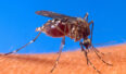 Komar. Źródło Wikipedia
