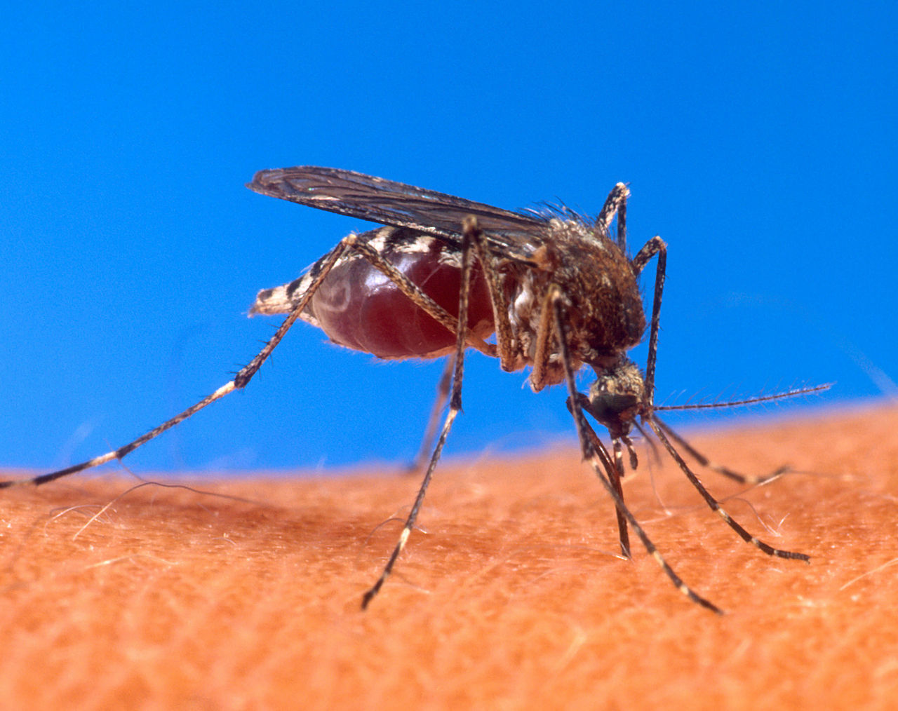 Komar. Źródło Wikipedia