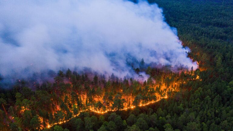 Pożar Syberii fot. Greenpeace.ru