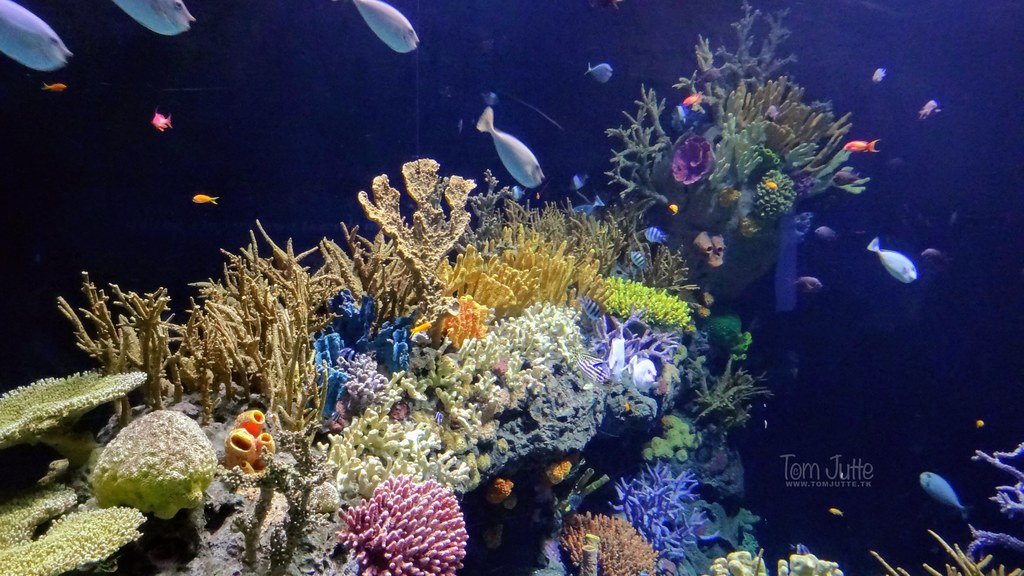 Wielka Rafa Koralowa. Źródło: Flickr