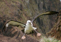 Albatros. Źródło: Wikicommons