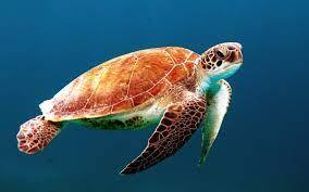 Żółw morski. Źródło: PxHere