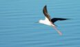 ptak jezioro środowisko Szczudłak czarnoskrzydly. Źródło Flickr