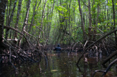 Las namorzynowy. Źródło: Flickr