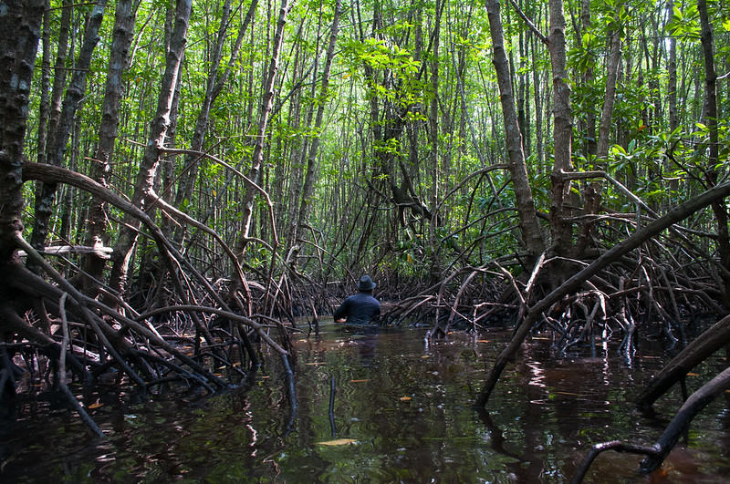 Las namorzynowy. Źródło: Flickr