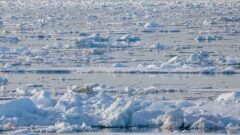 Dryfujący lód w Arktyce, główna przeszkoda dla szlaków żeglugowych