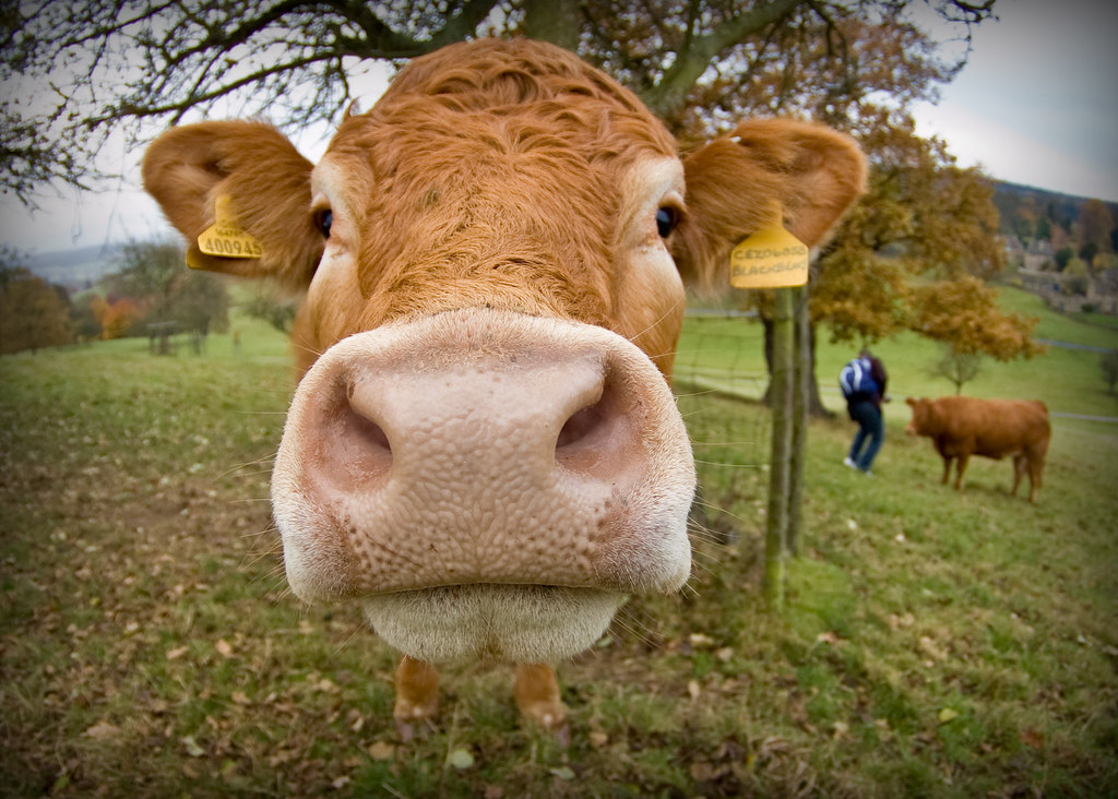 Krowa. Źródło Flickr