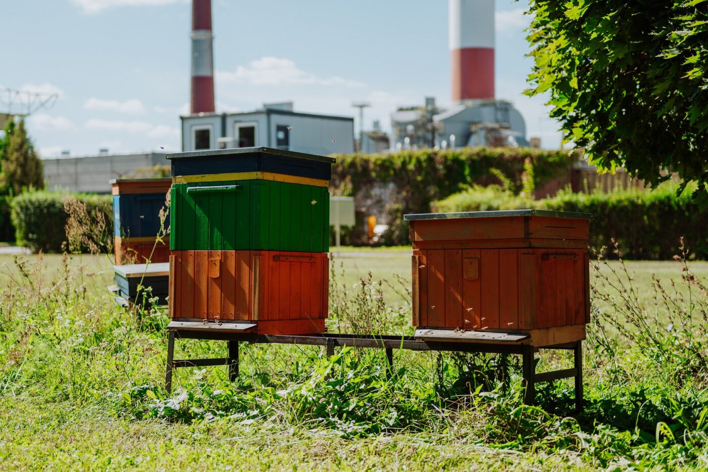 Pasieka w Elektrociepłowni Siekierki. Źródło: PGNiG Termika